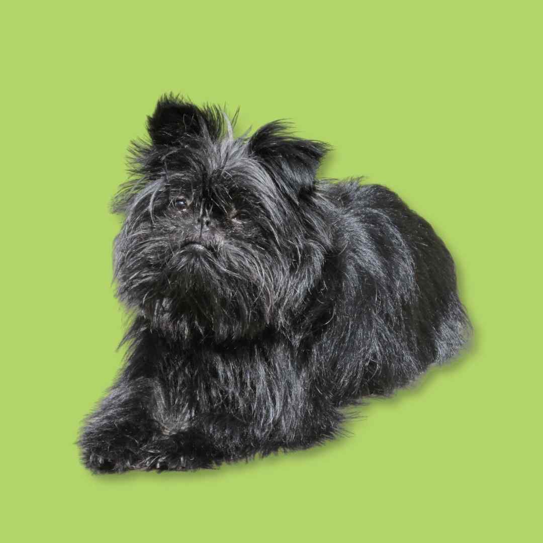 Was ist das richtige Hundebett für einen Affenpinscher?