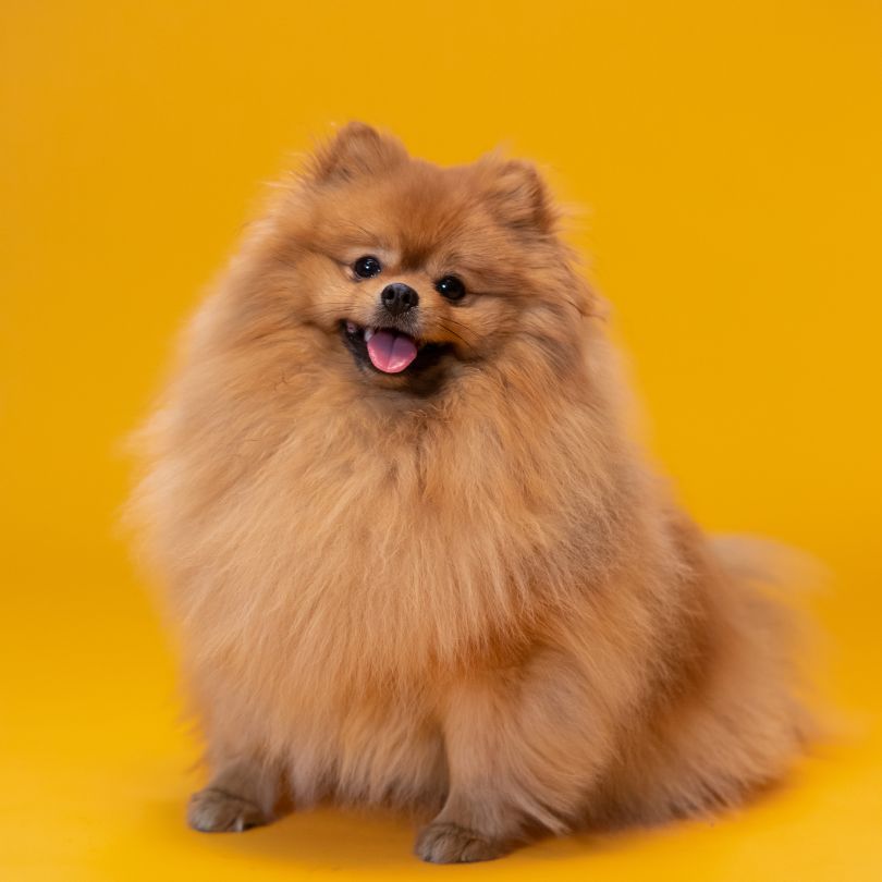 Zwergspitz Hund Hundebett Hundekissen Hundedecke Hundebetten